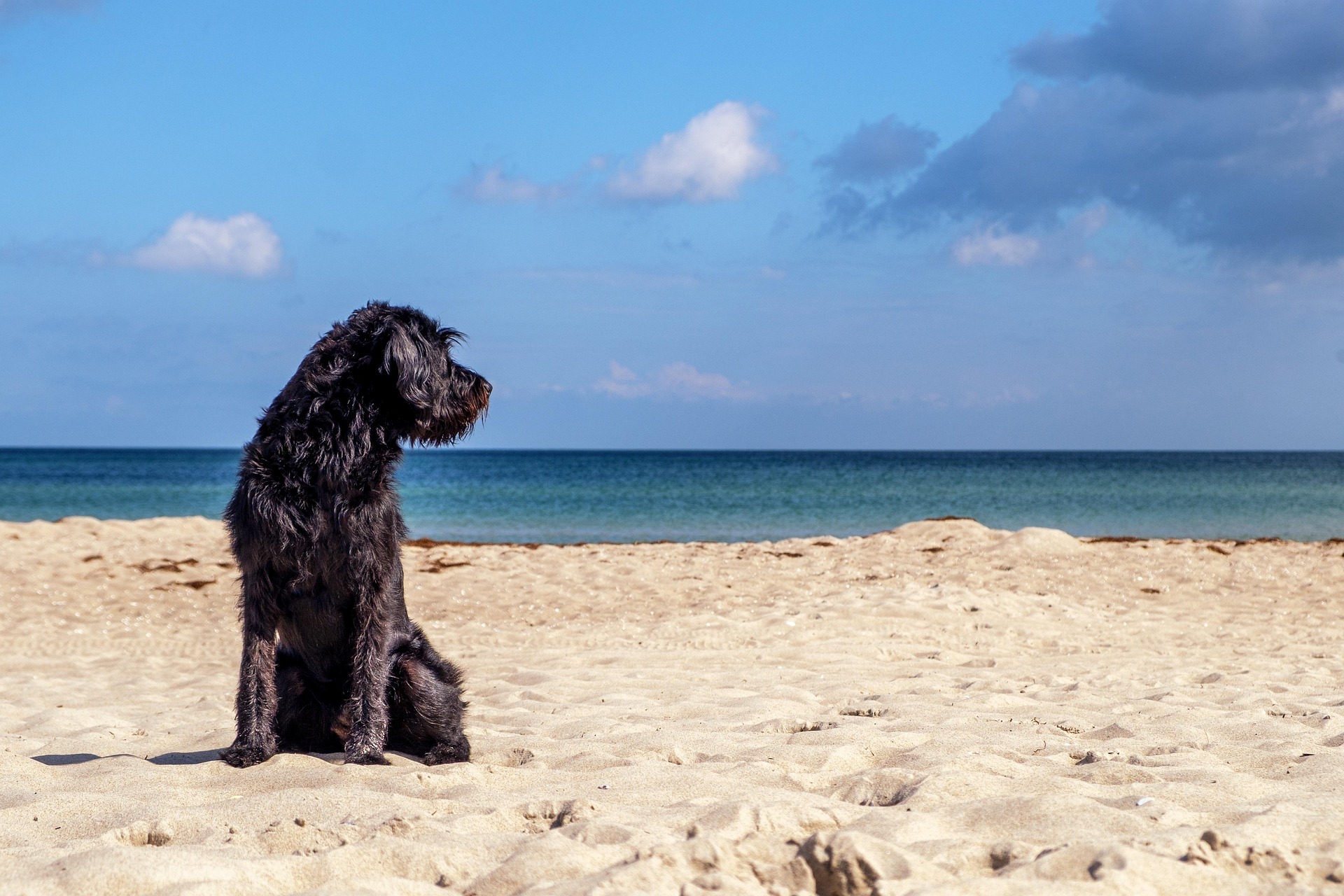 Schwarzer Hund sitzt am Sandstrand an der Ostsee